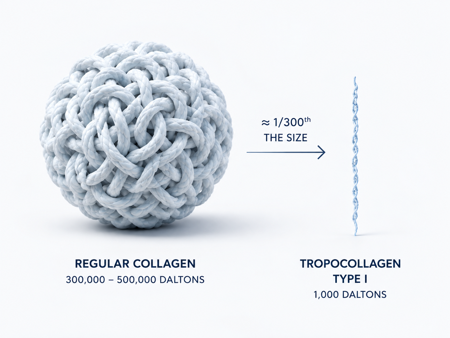 Regular collagen at 300,000–500,000 daltons versus Tropocollagen Type I at 1,000 daltons